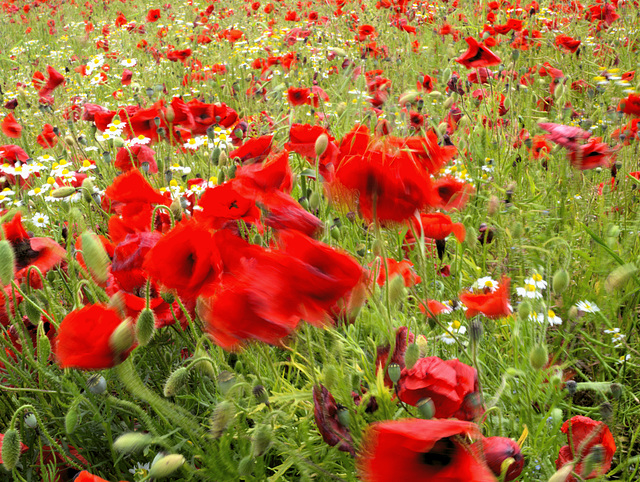 Dancing Poppies