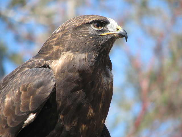 Swainson's Hawk