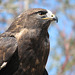 Swainson's Hawk