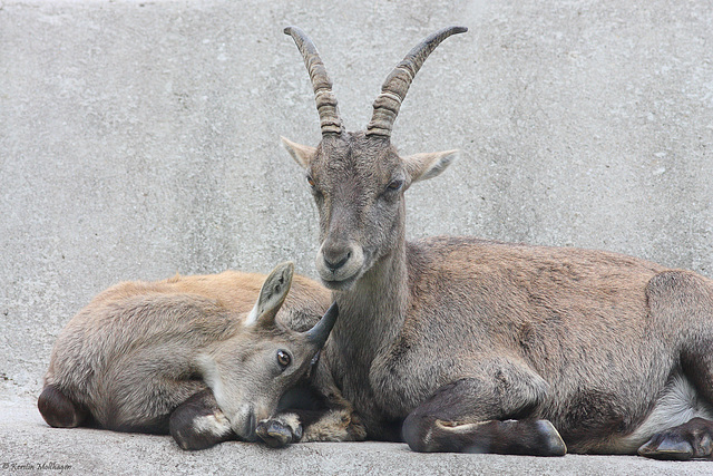 Familie Steinbock (Zoo Augsburg)