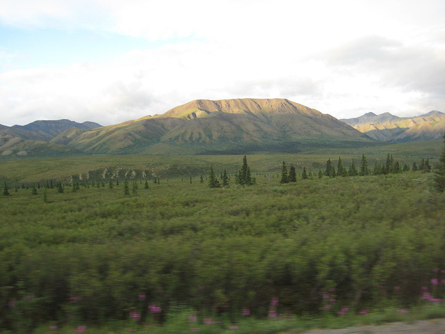 Though we didn't see bears or the mountain, experiencing the beauty and vastness of Denali was wonderful