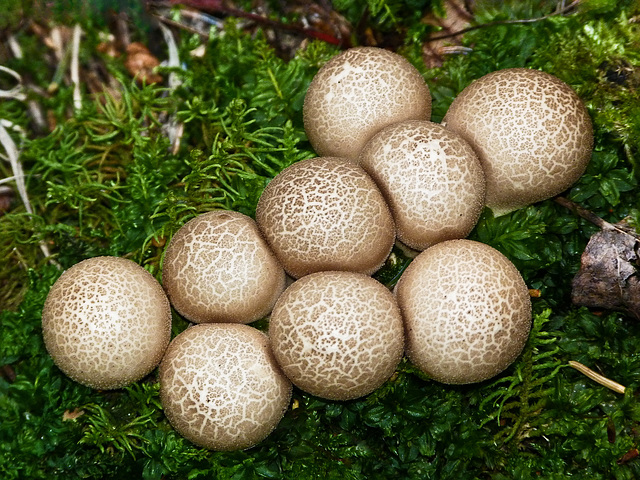 Puffballs