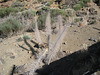 Teneriffa - Parque Nacional del Teide