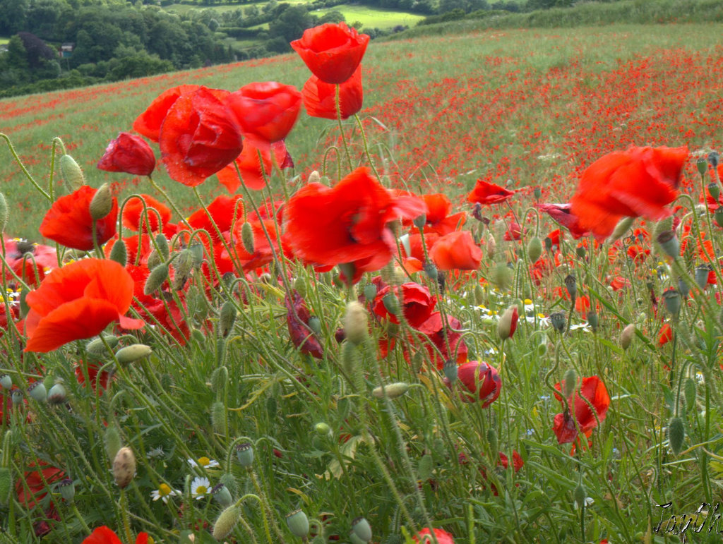 Dancing Poppies