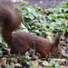 Eichhörnchen (Wilhelma)