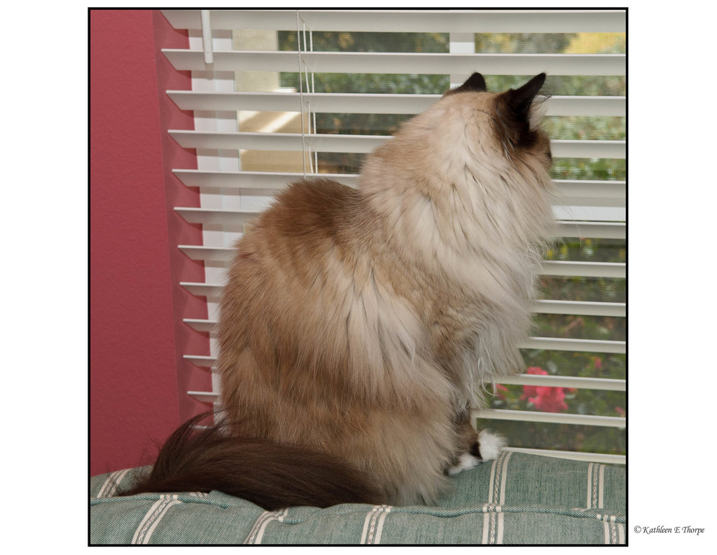 Brady Watching Squirrels March 2011