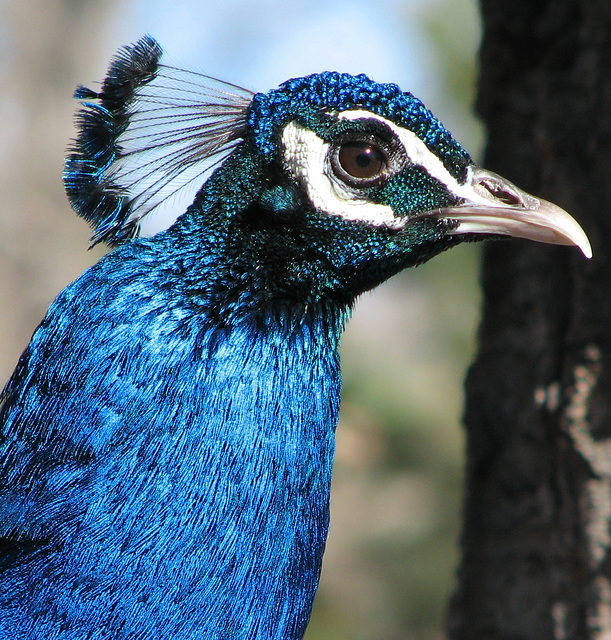 Peacock portrait