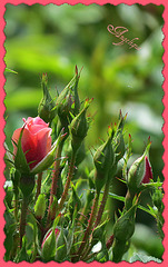 IMG 3521-001