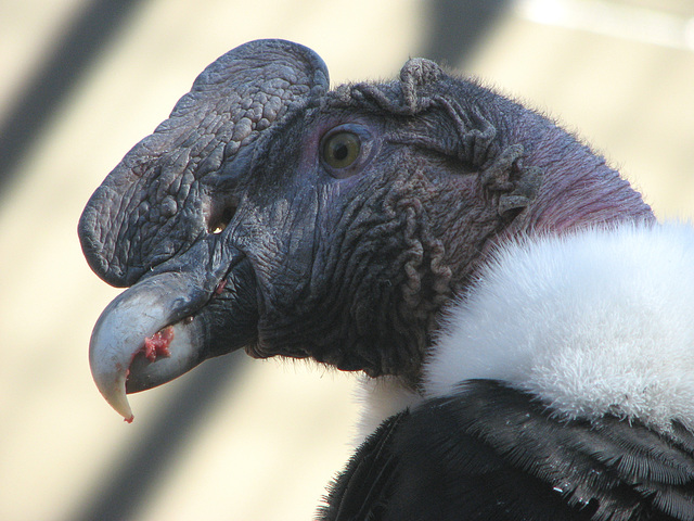 Male Andean Condor