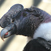 Male Andean Condor