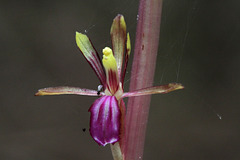 Western Coralroot