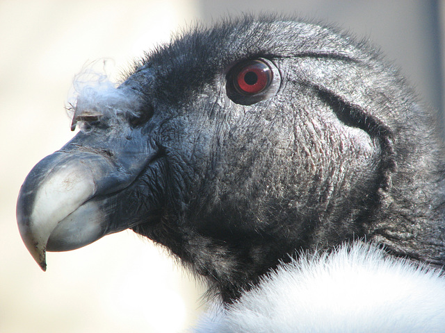 Female Andean Condor