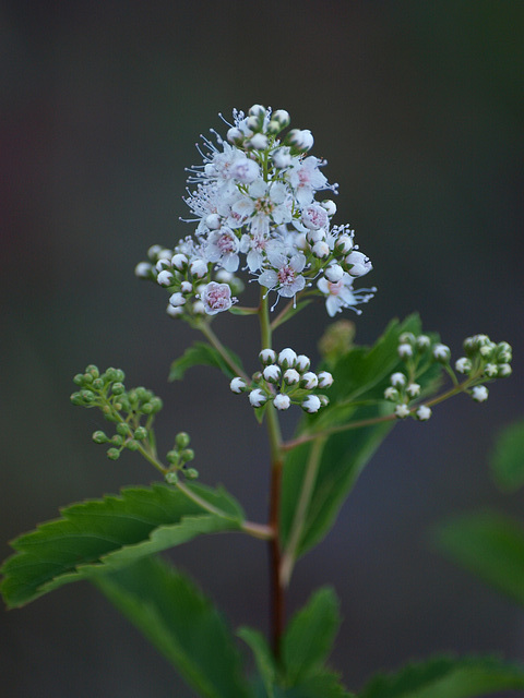 Summer wanes...