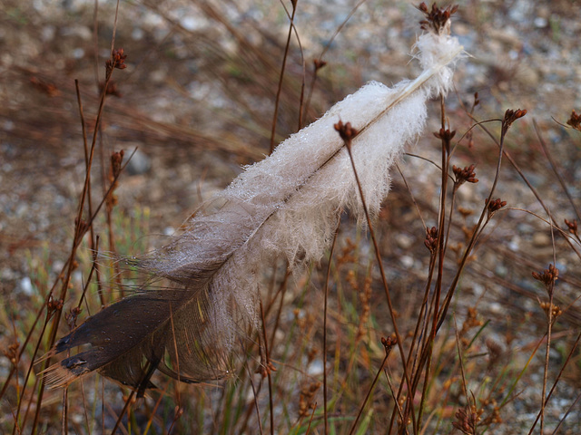 like a feather in the wind