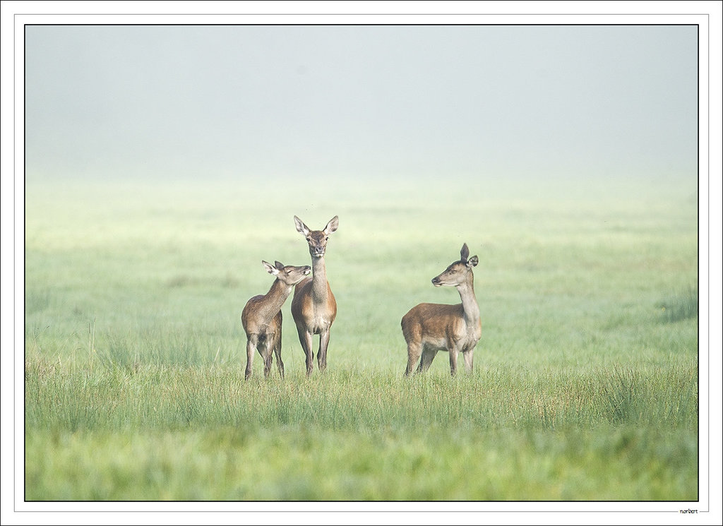 Biche et faons