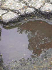 Puddle 3