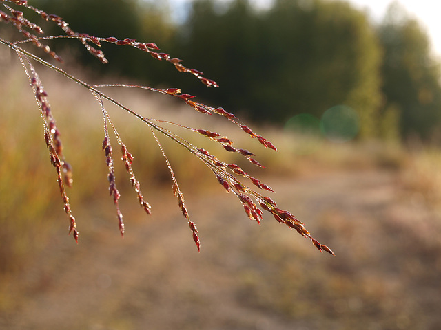 red grass