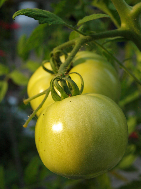 Green Tomatoes