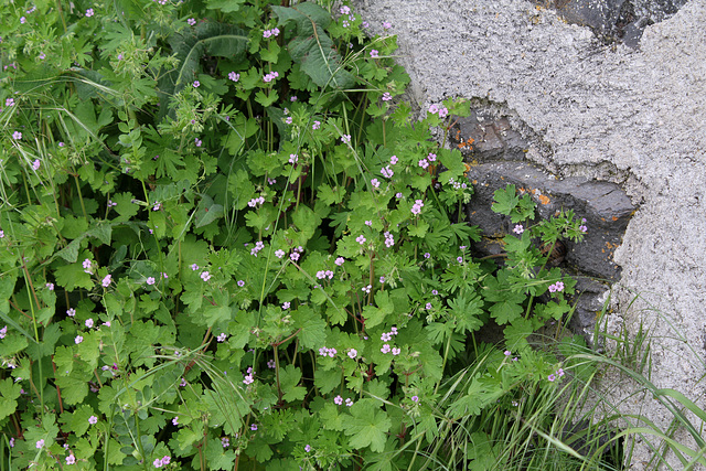 Geranium rotundifolium