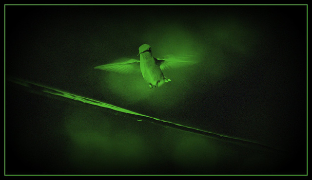 alight ~ night vision