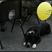 his master's balloon