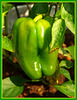 green pepper