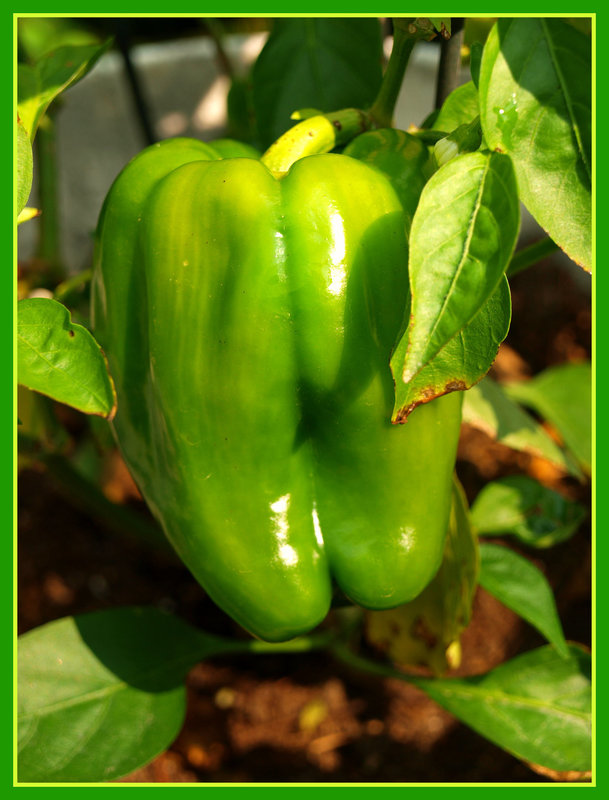 green pepper
