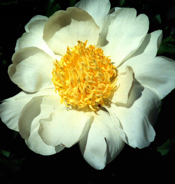 Peony