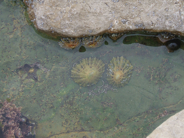 Rock Pool