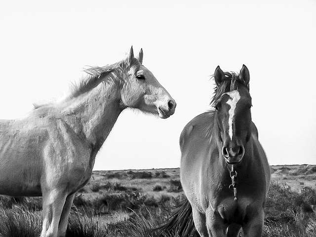 Blanco y Negro