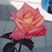 Folklore rose