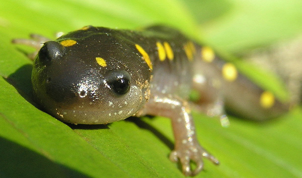 Spotted Salamander