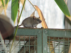 An extra visitor at the Zoo