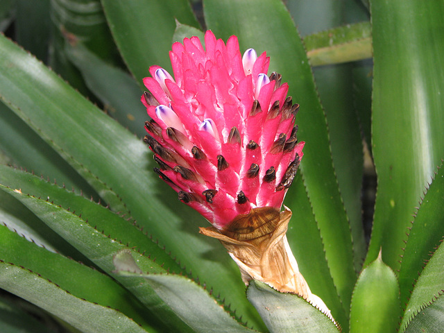 Bromeliad