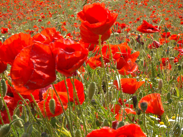 Dancing Poppies