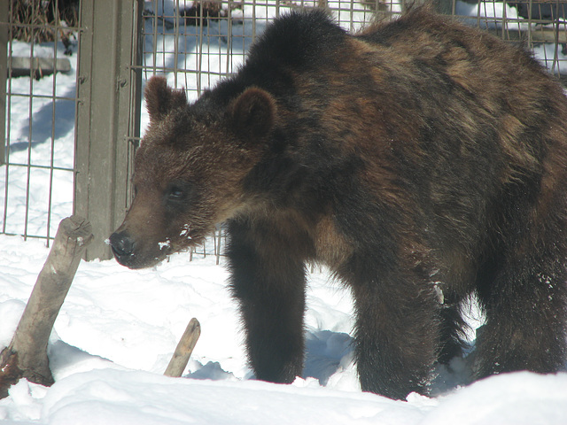 Grizzly Bear