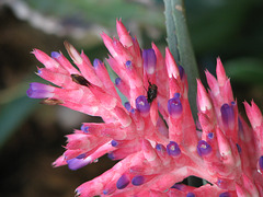 Bromeliad