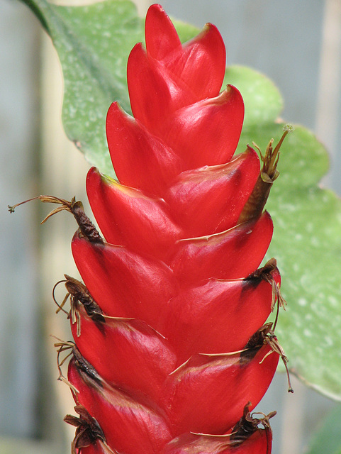 Red beauty