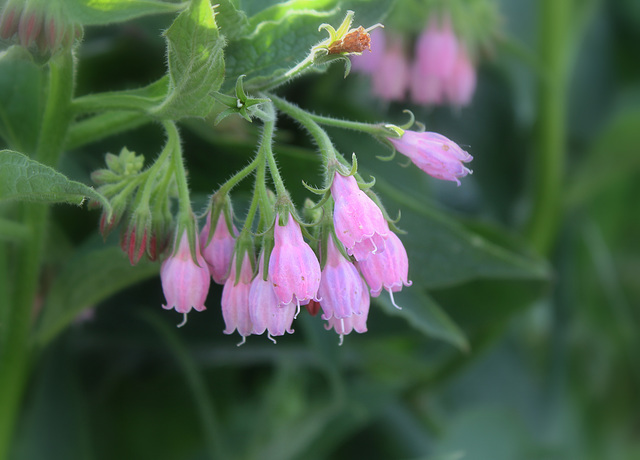 Symphytum x uplandicum ( asperum x officinalis)-Consoude de Russie