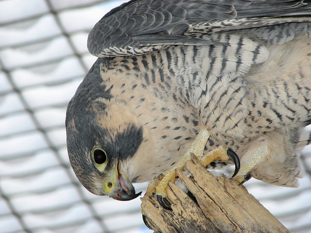 Peregrine Falcon