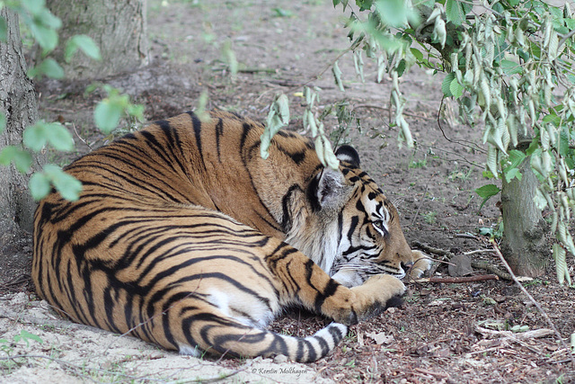 Wer will mich stören?? (NaturZoo Rheine)