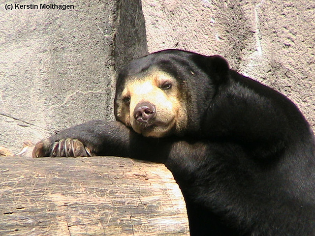 Malaienbär (Zoo Frankfurt)