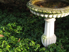 Bird Bath