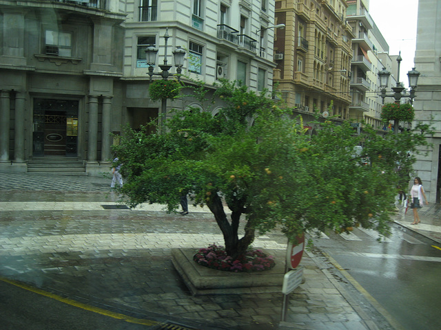 Granada - Granatapfelbaum