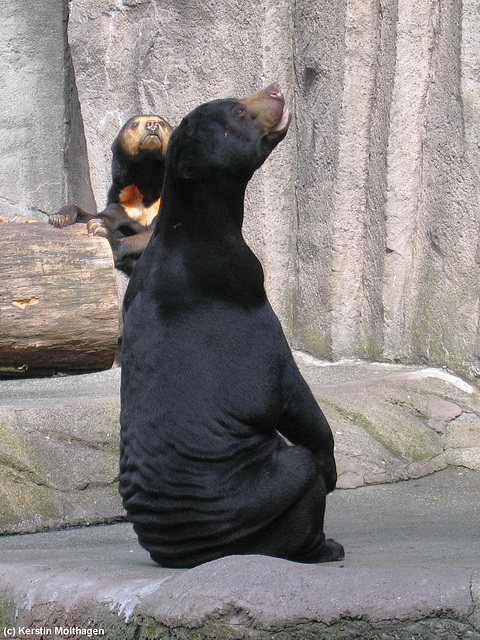 Malaienbären (Zoo Frankfurt)