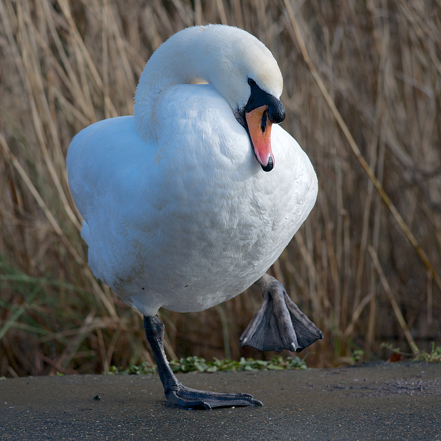 "Oh yuk!  I think I stepped in some bird sh*t!