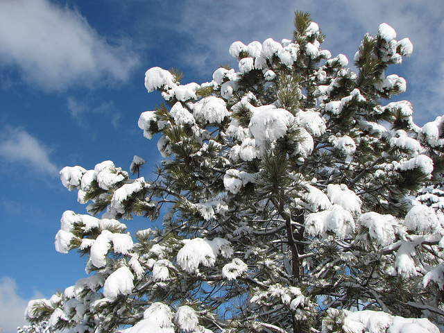 Winter "blossom"