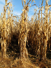 Dried Corn Stalks Leaning