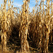 Dried Corn Stalks Leaning