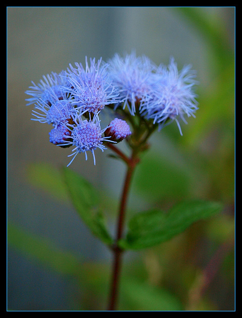 how blue is my garden